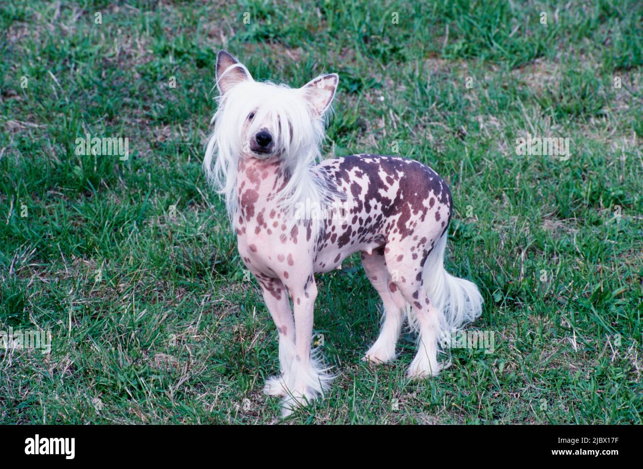 A Chinese Crested Hairless Dog On Grass Stock Photo Alamy a-chinese-crested-hairless-dog-on-grass-stock-photo-alamy