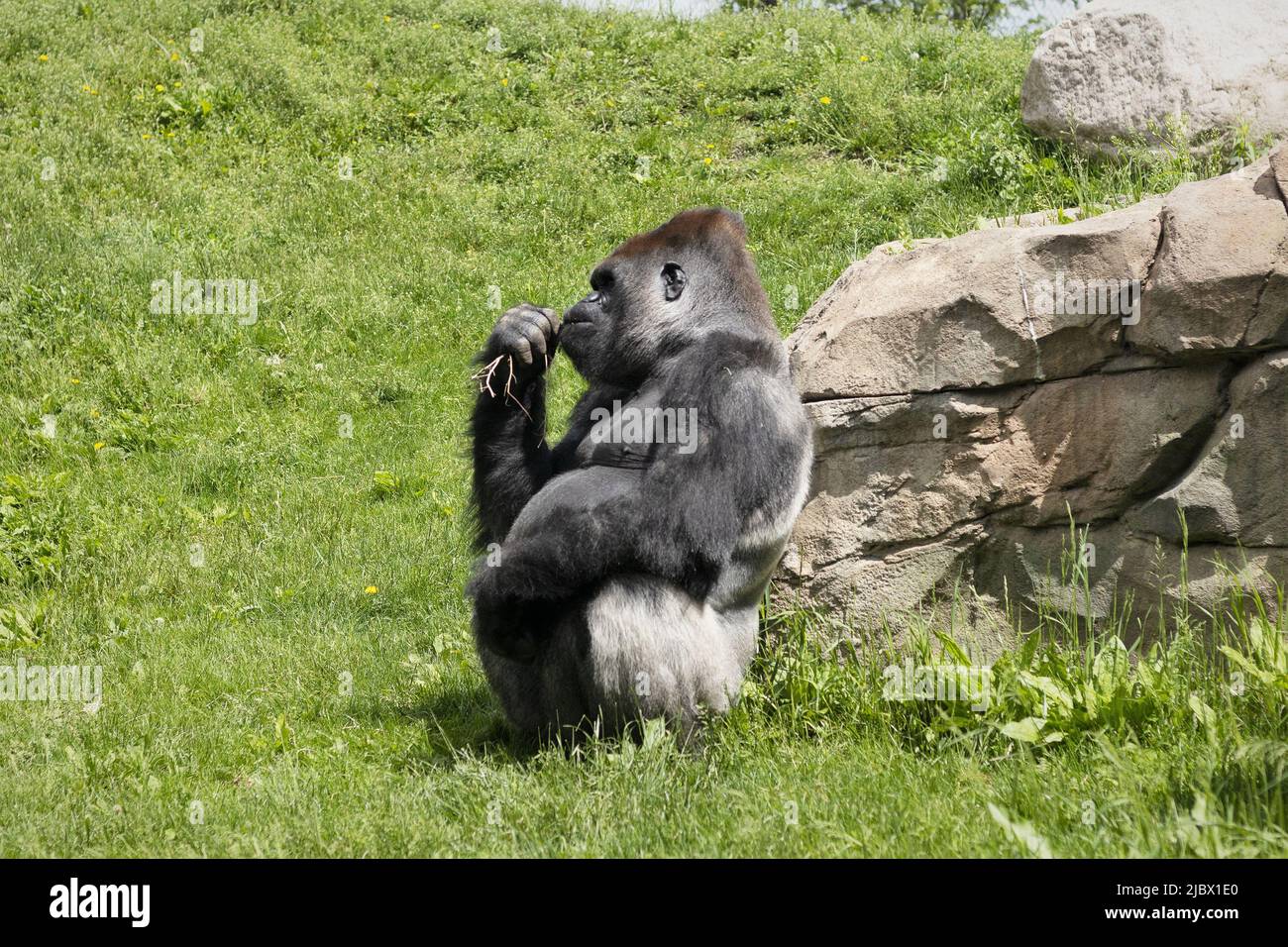 A captive gorilla sitting in an outdoor enclosure, chewing on dried grass. Stock Photo