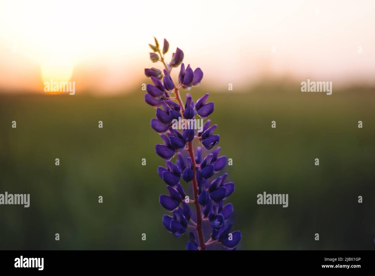 Soft focus Wild blue-purple lupine growing in a field on a background of beautiful sunset over the meadow. Relax and take a walk in the field of pink flowers. Tall grass. The sun's rays are shining. Stock Photo