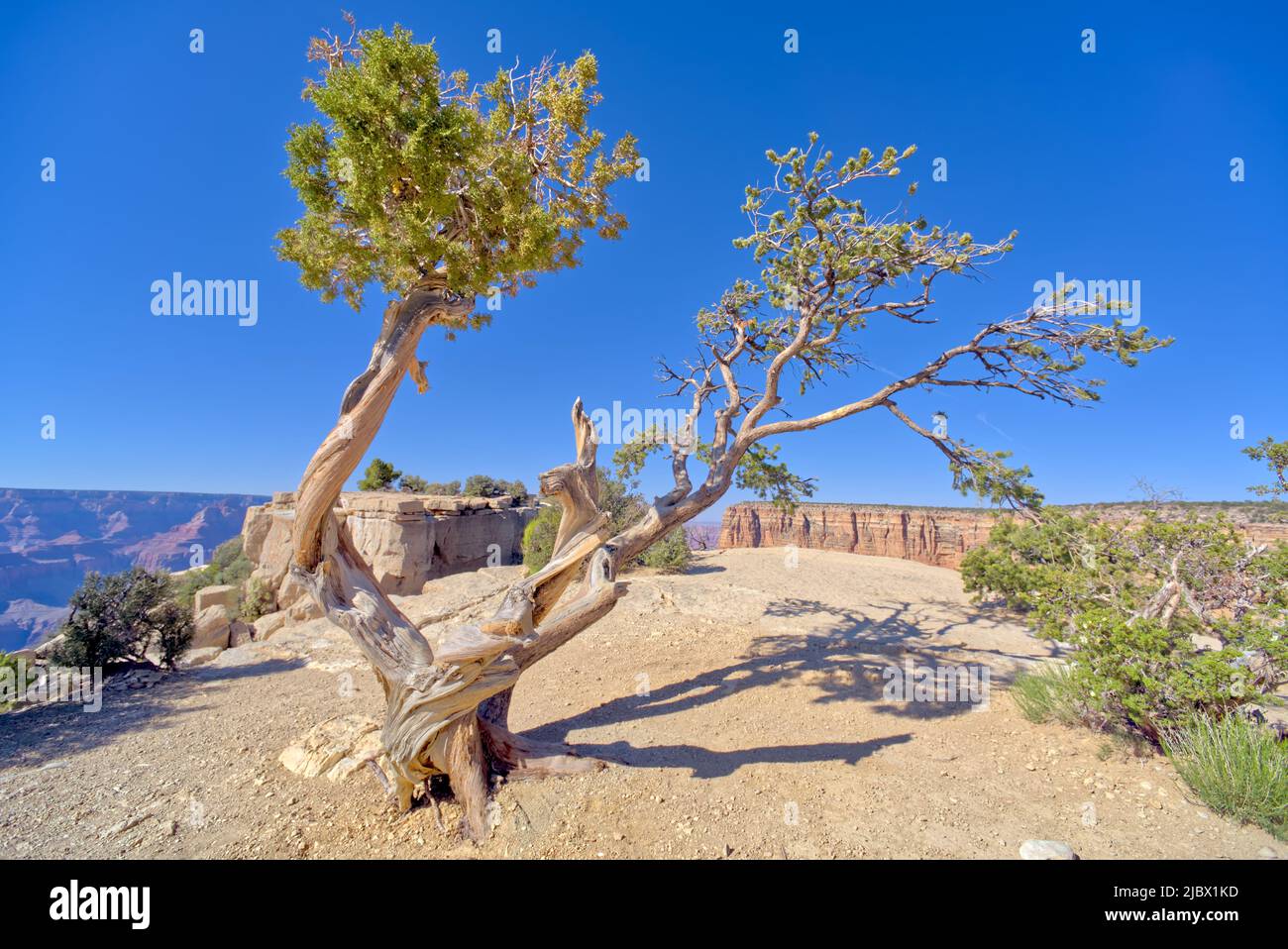 Pine tree growing out rock hi-res stock photography and images - Alamy