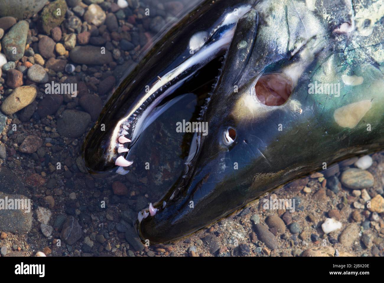 A closeup image of the head of a salmon carcass in a creek bed after spawning in the Hood Canal, Washington, USA. Stock Photo