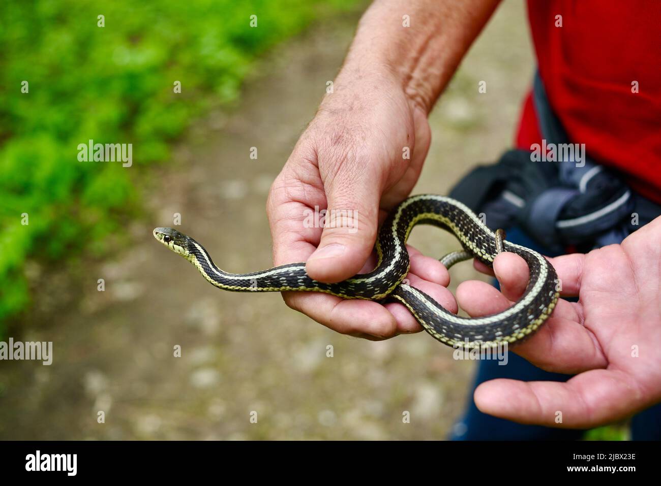 Male hiker holding small garter snake found on Ice Age National Scenic Trail, Elkhart Lake, Wisconsin, USA Stock Photo