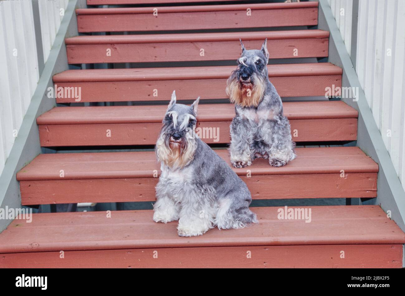 Two schnauzers on stairs Stock Photo