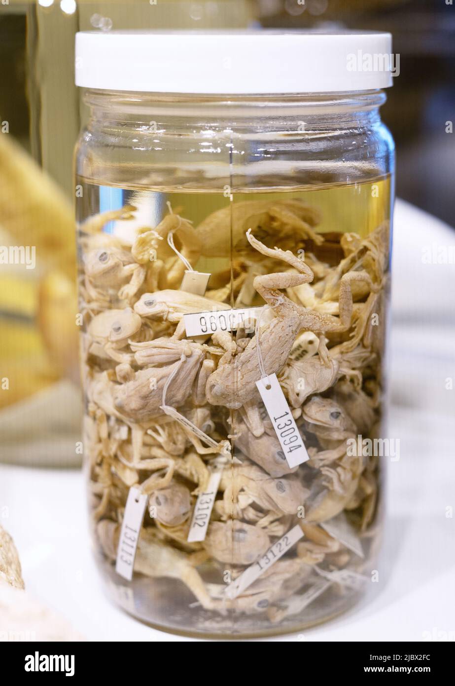 A jar full of tagged dead frogs preserved in formaldehyde. Stock Photo