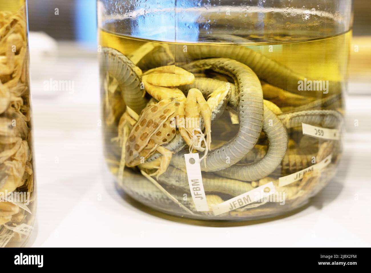 A jar of preserved toads and snakes in formaldehyde. Stock Photo