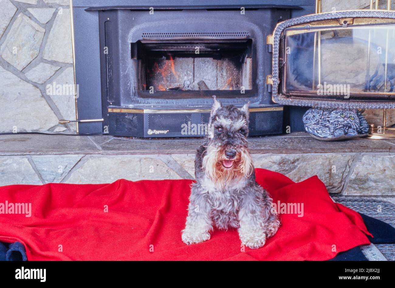 Woof Woof Schnauzer Dog Print Pattern Hooded Blanket