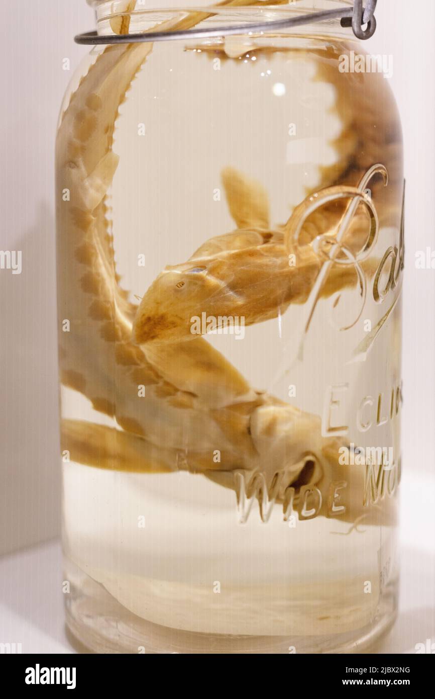 Preserved fish in a mason jar. Stock Photo