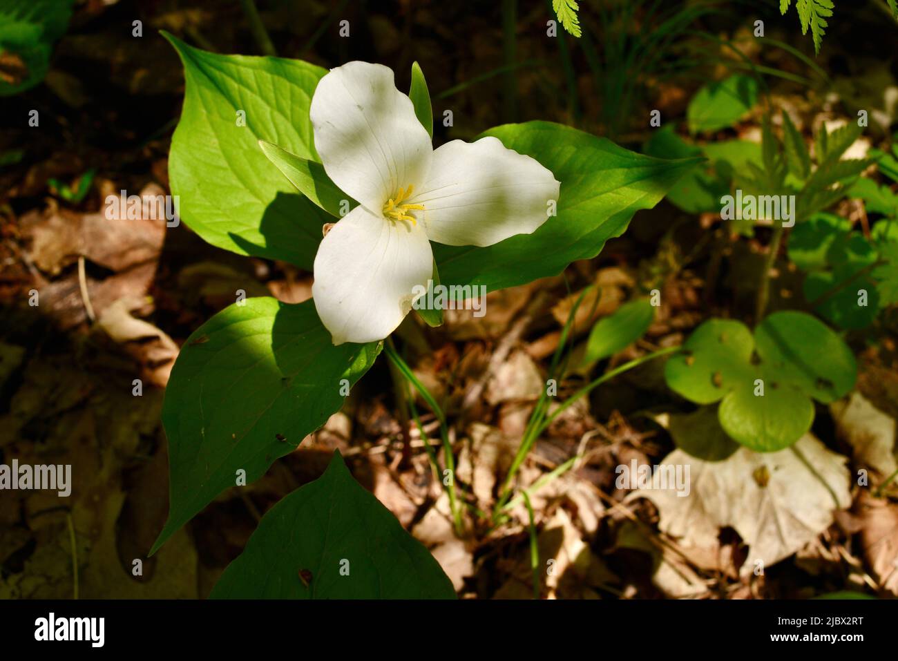Trillium plant with white flower blossoming along pathway of Ice Age National Scenic Trail, Elkhart Lake, Wisconsin, USA Stock Photo