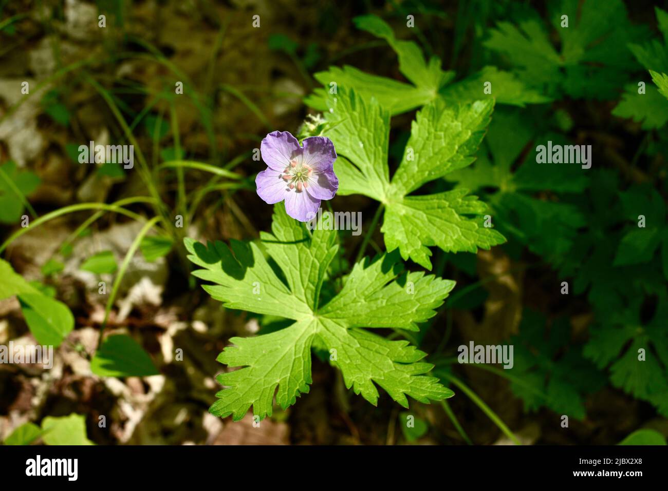 Purple-flowered wild geranium found on the forest floor along the pathway trail of the Ice Age National Scenic Trail, Elkhart Lake, Wisconsin, USA Stock Photo