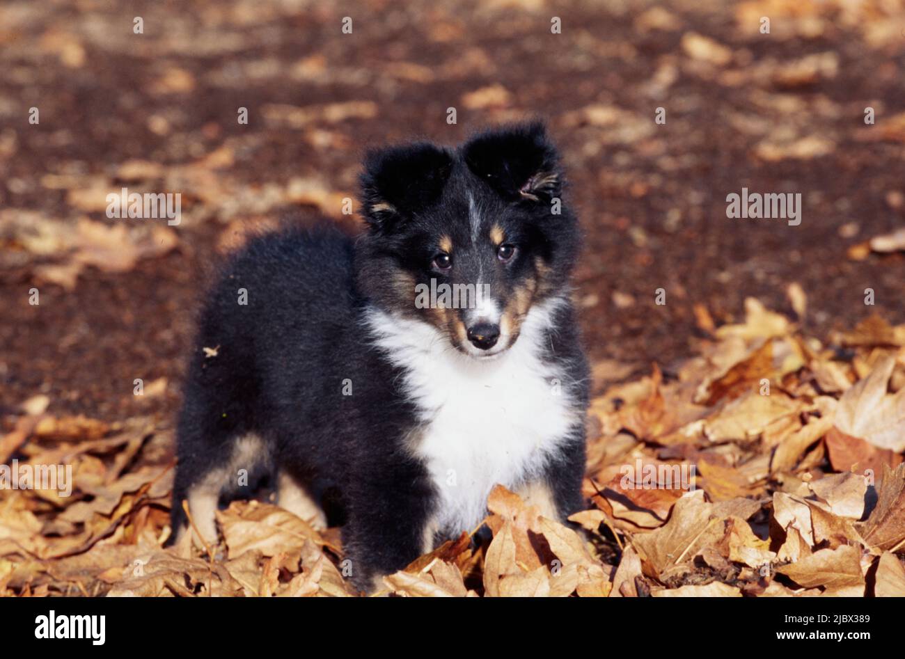 Sheltie puppy in leaves Stock Photo