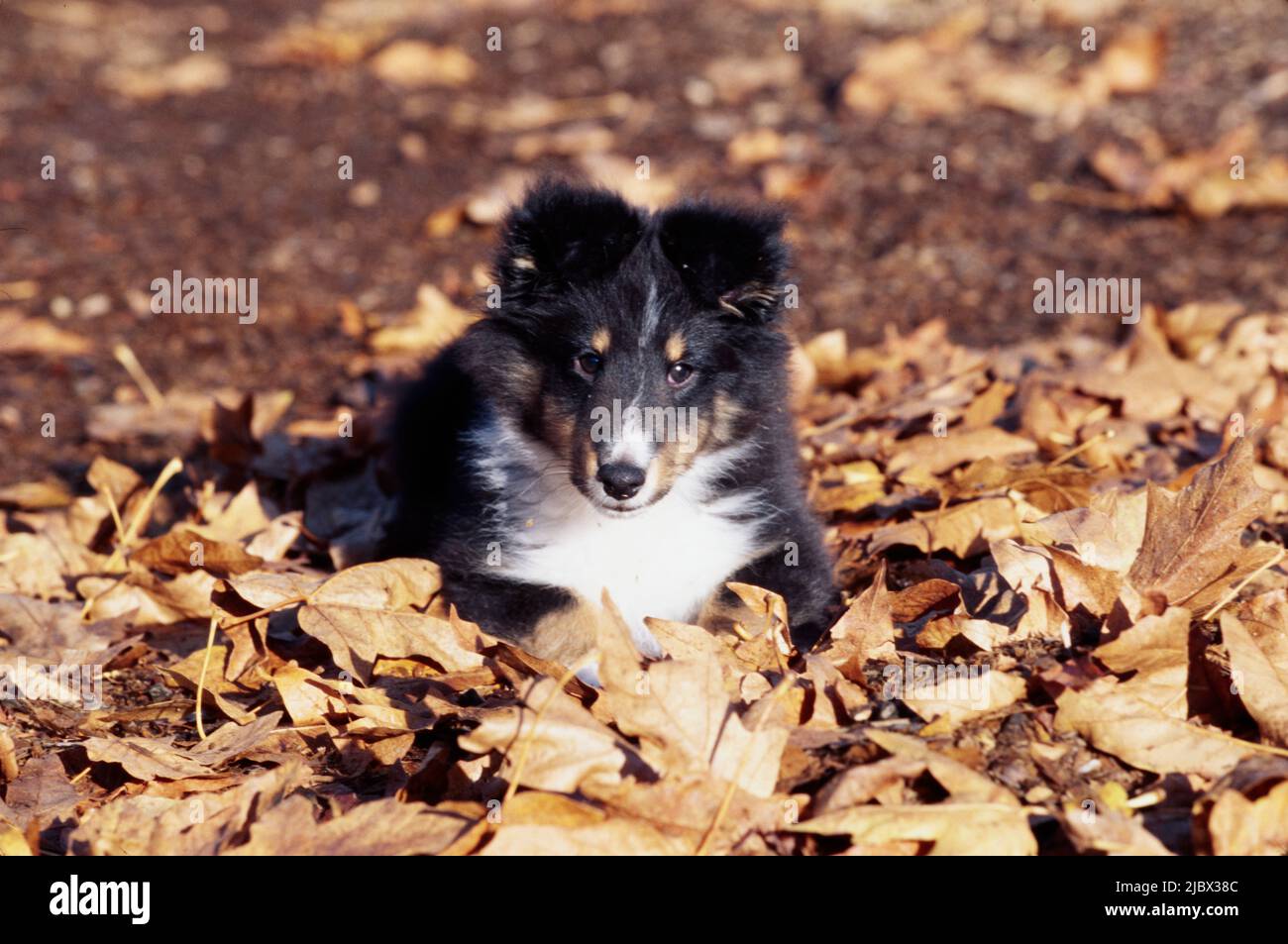 Sheltie puppy in leaves Stock Photo