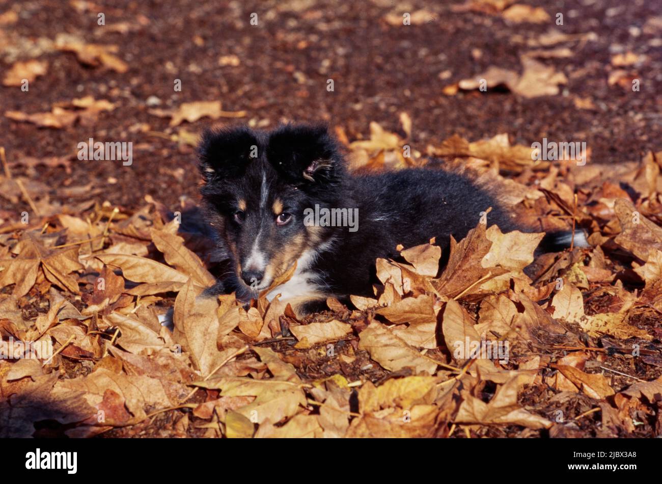Sheltie puppy in leaves Stock Photo