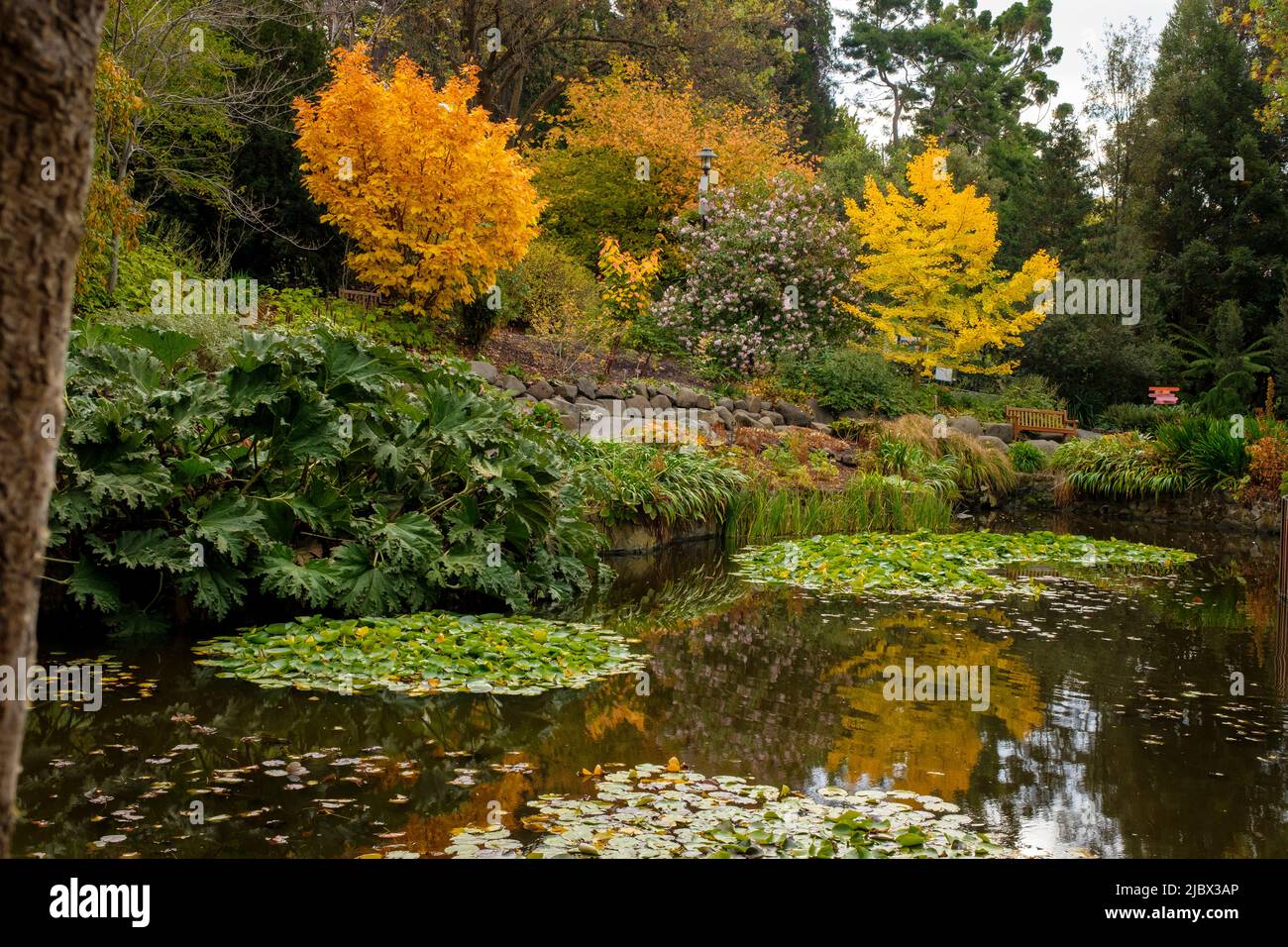 Around Hobart - Royal Tasmanian Botanical Gardens Stock Photo