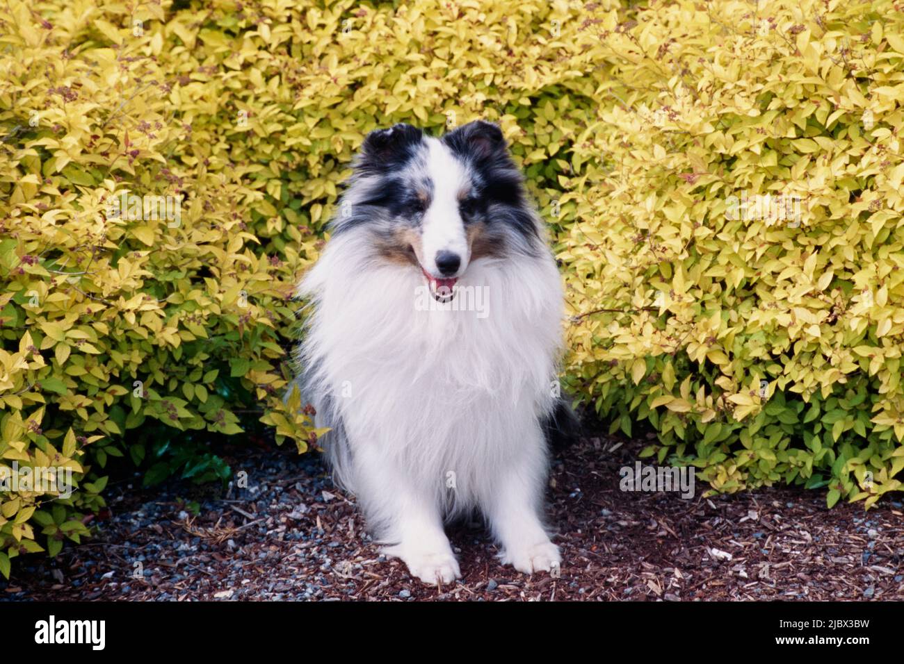 A sheltie in front of a shrubbery Stock Photo Alamy