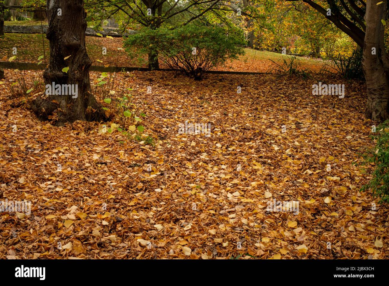 Around Hobart - Royal Tasmanian Botanical Gardens Stock Photo