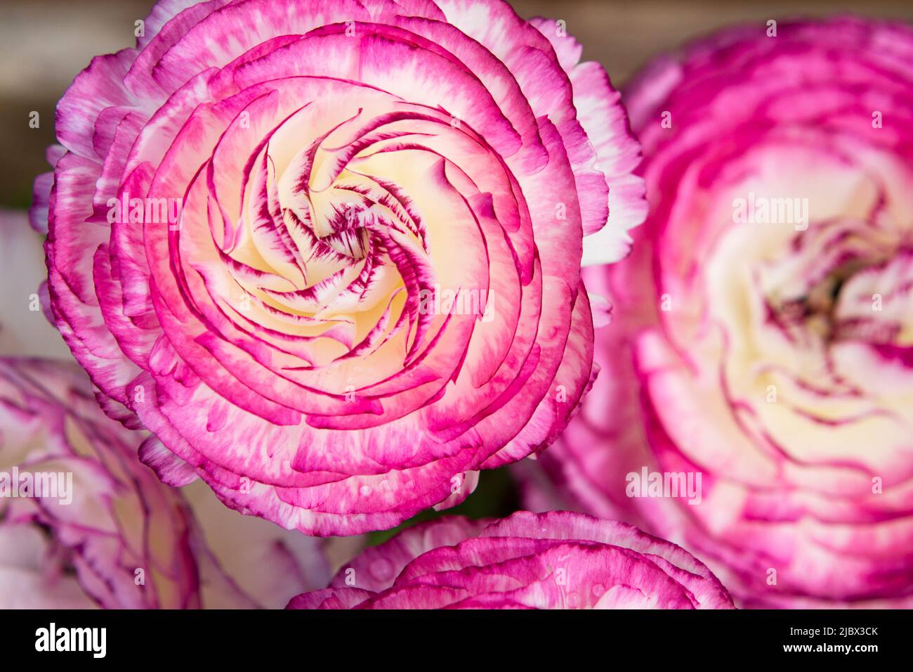 A closeup photo taken from above of bright white and purple Tomer Picotee Ranunculus flowers in full bloom, with petals creating a pretty pattern. Stock Photo