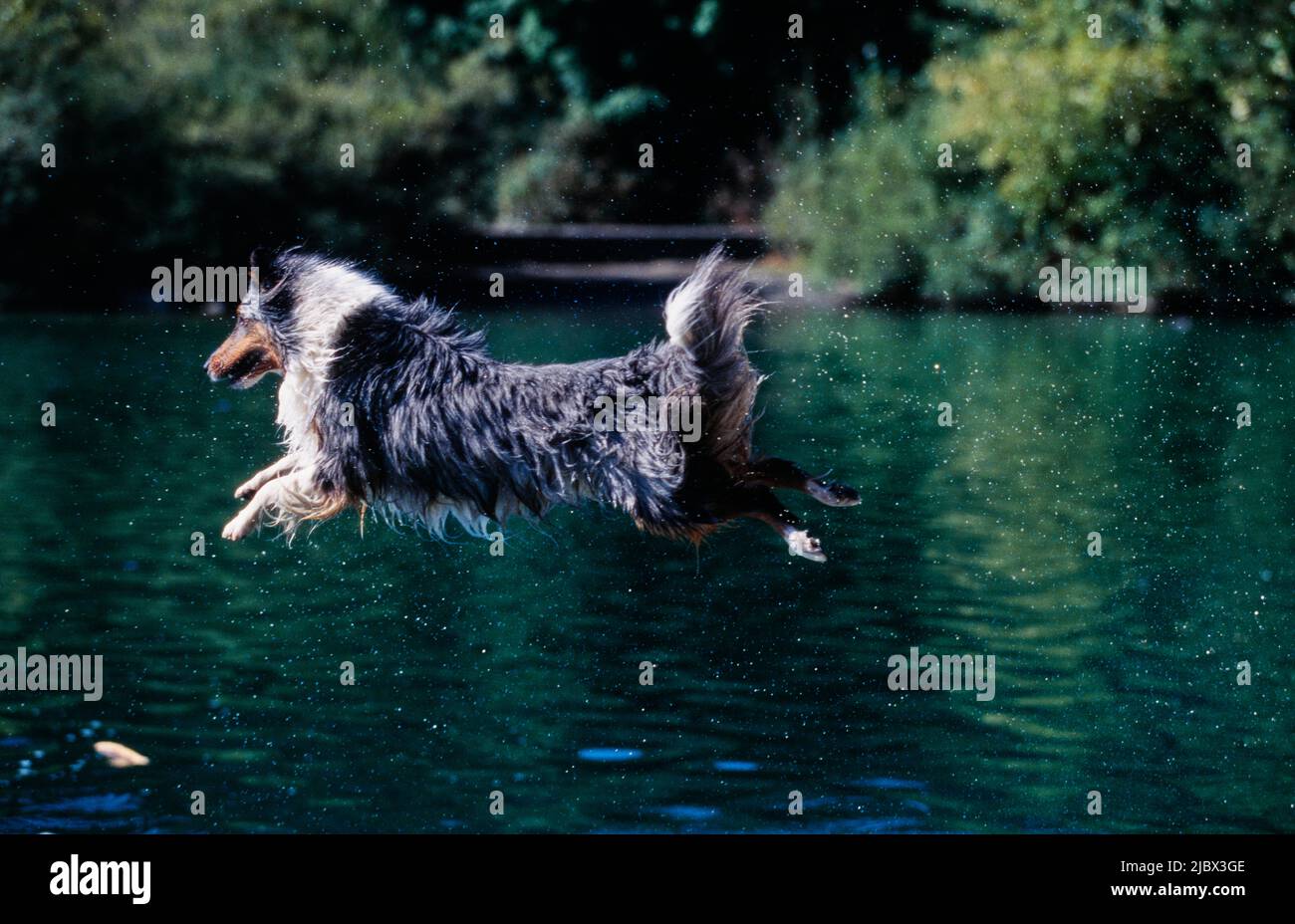 A sheltie jumping into water Stock Photo