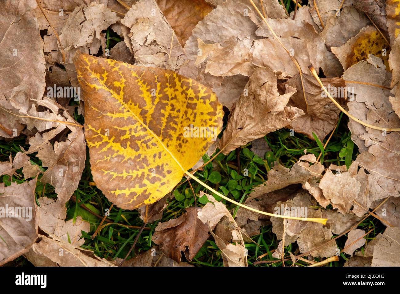 Around Hobart - Royal Tasmanian Botanical Gardens Stock Photo