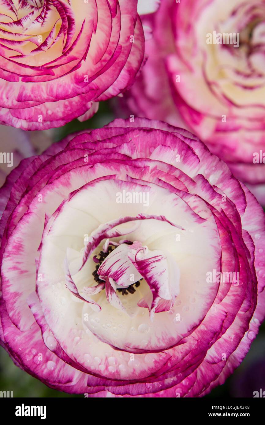 A closeup photo looking down on deep pink and white Ranunculus Persian Buttercups (Tomer Picotee) in full bloom. Stock Photo