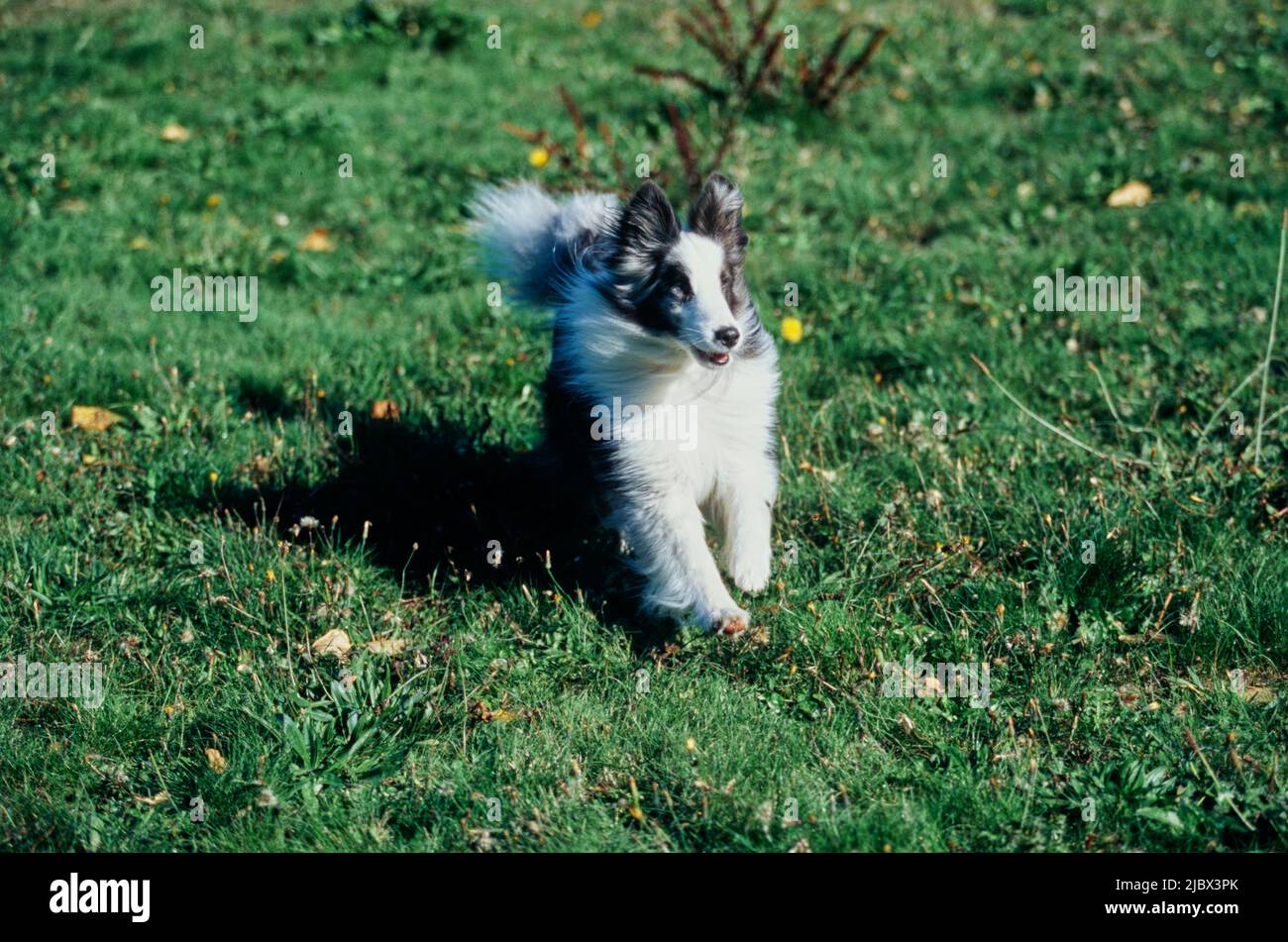 A sheltie in grass Stock Photo