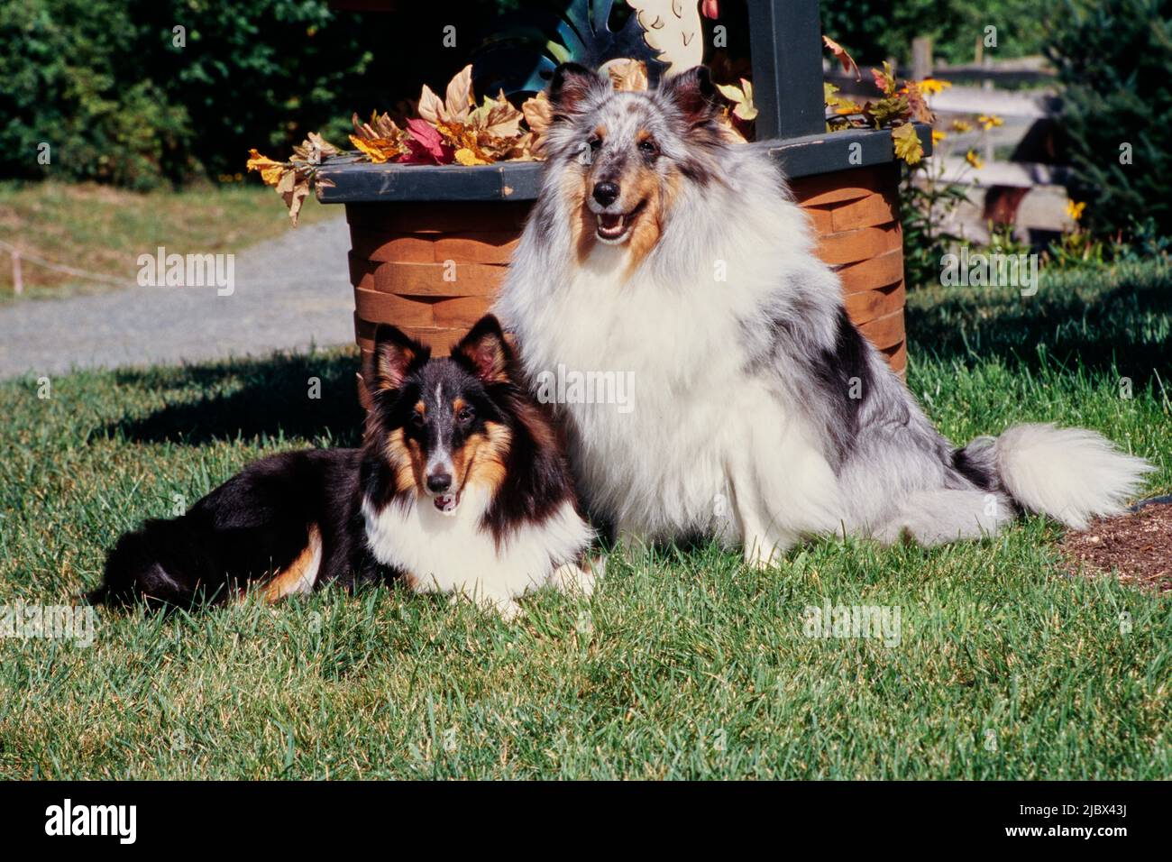 Spring hotsell lake shelties
