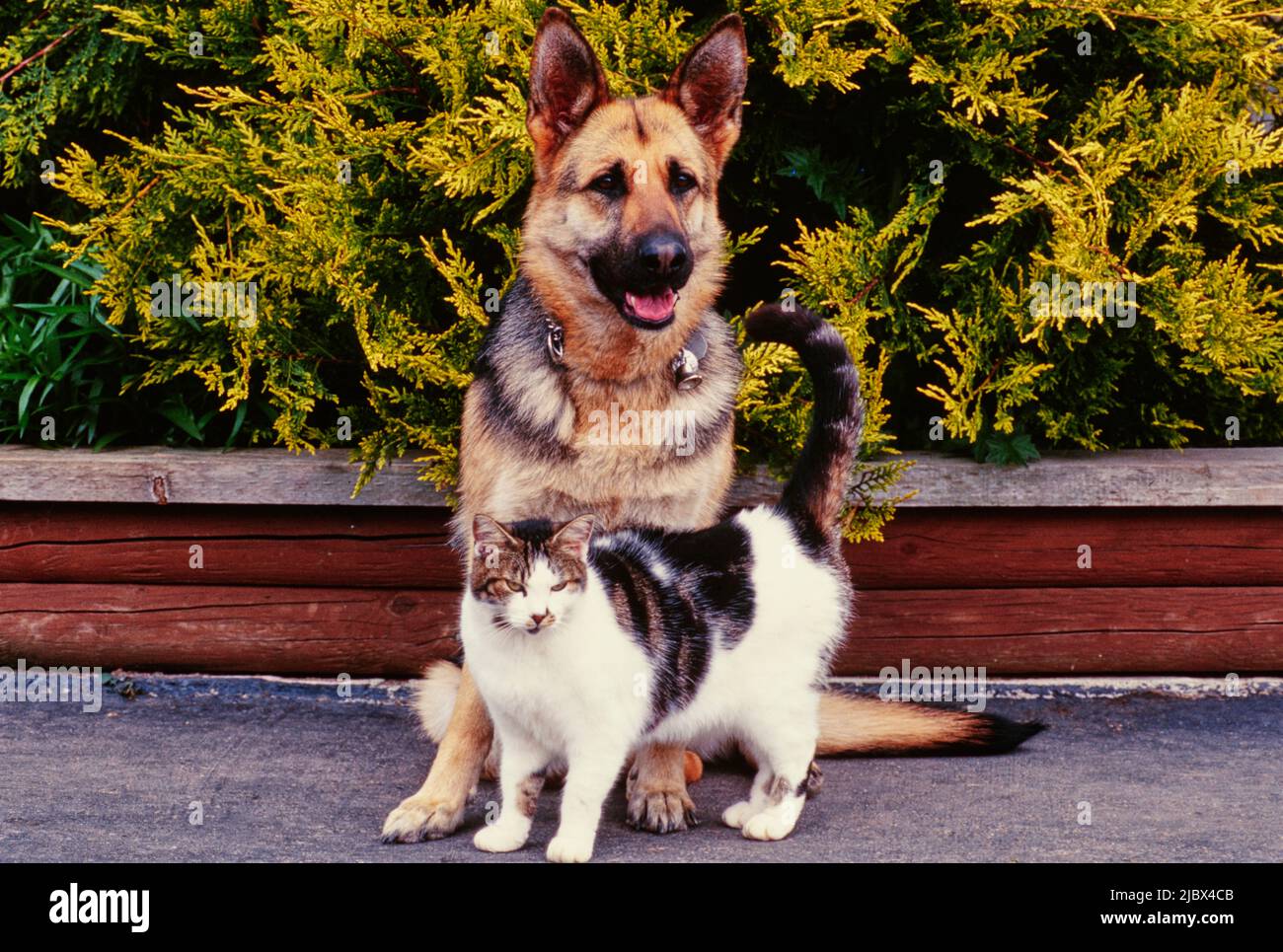 can german shepherds be good with cats