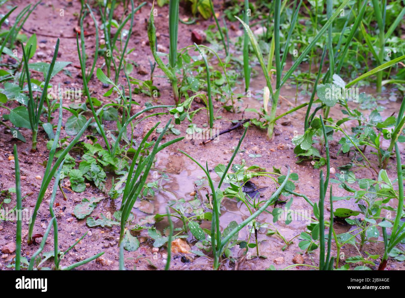 Puddles and mud within green onion plants in farm after heavy rain