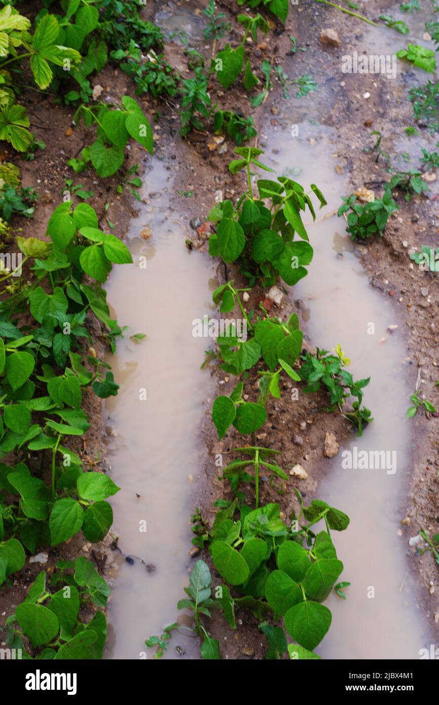 Puddles and mud in farm after heavy rain Stock Photo Alamy