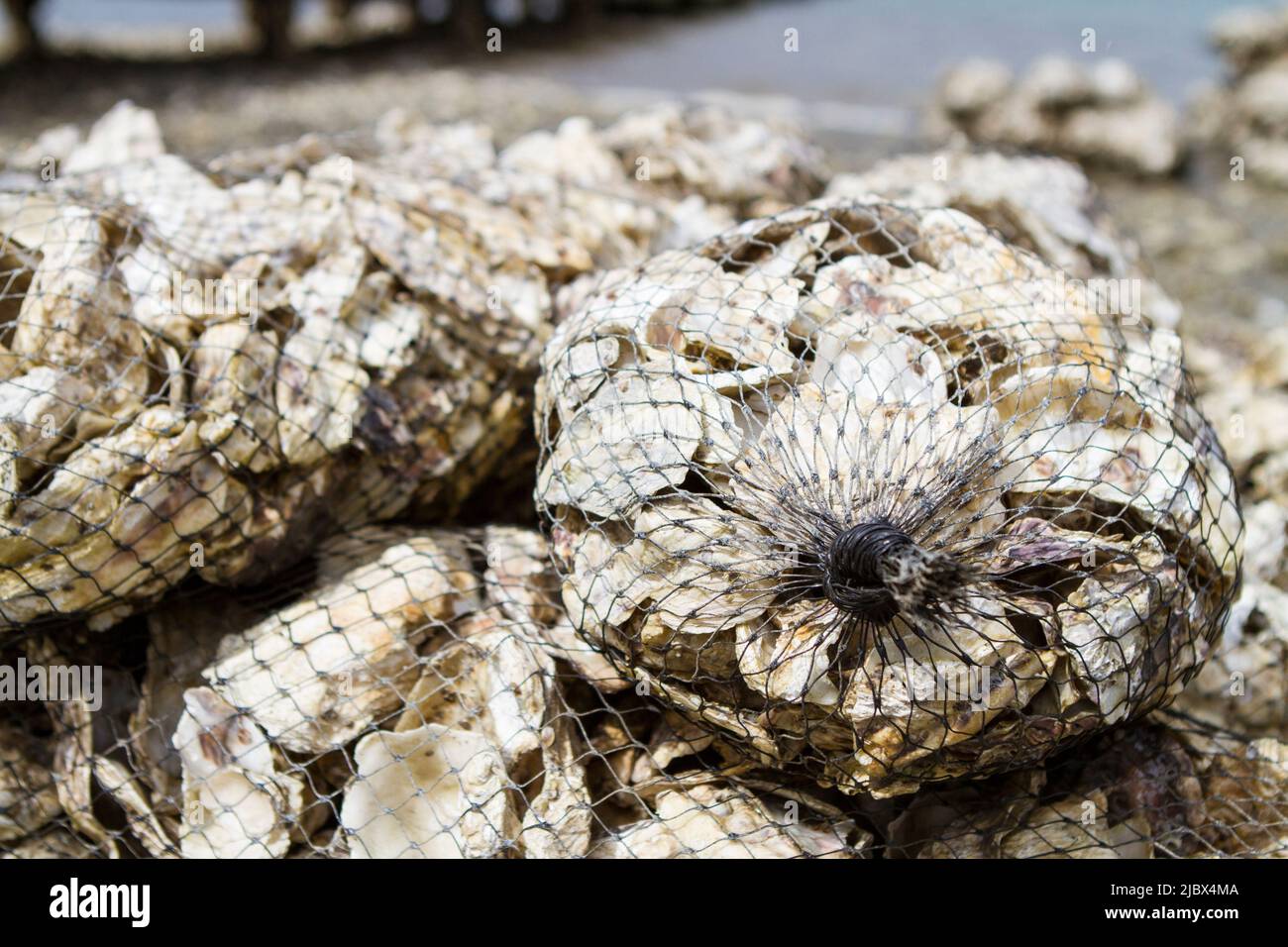 Tumble bags full of Pacific Oysters on a Hood Canal beach in Washington State, USA. Stock Photo