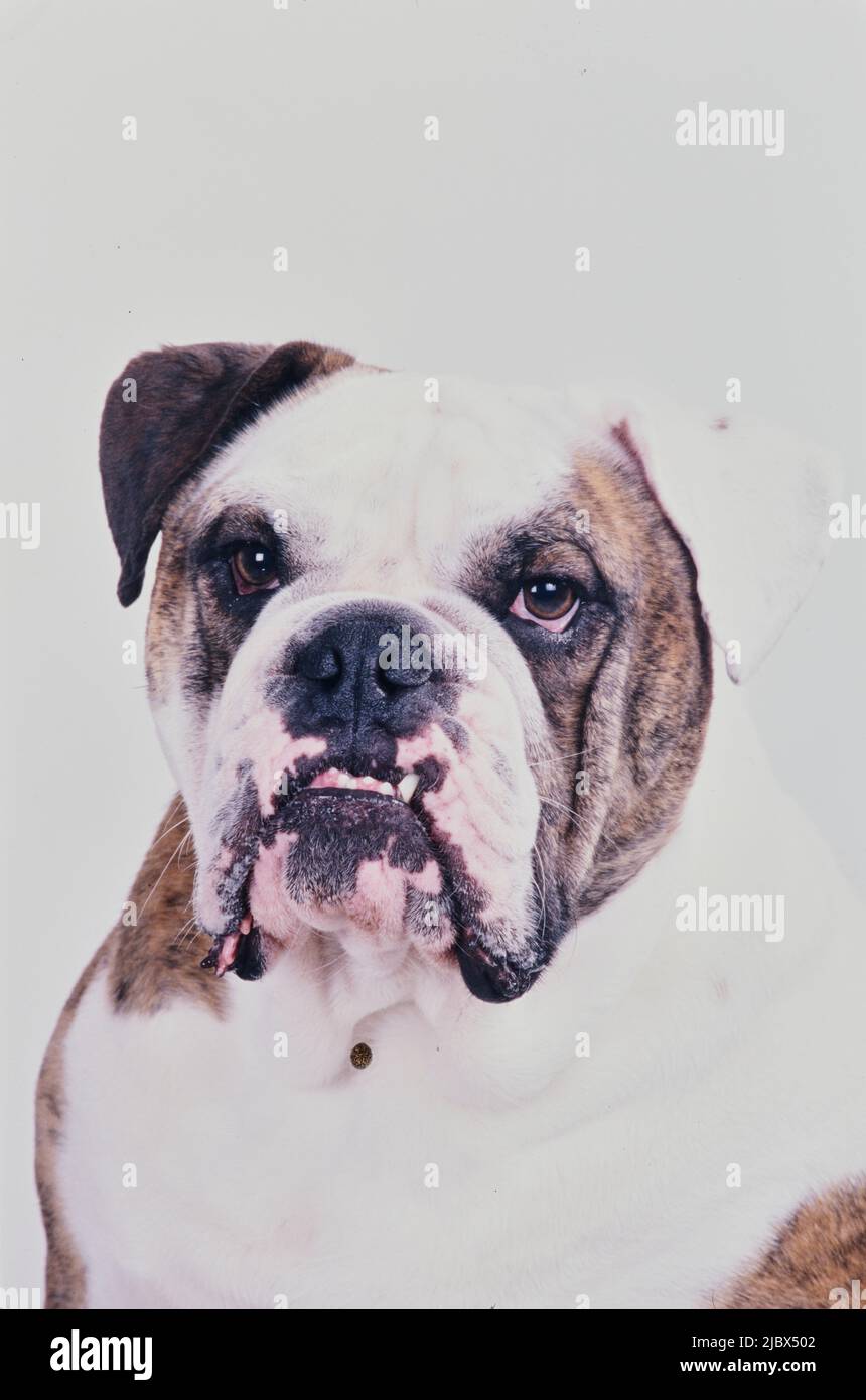 Close-up of an English bulldog on a white background Stock Photo