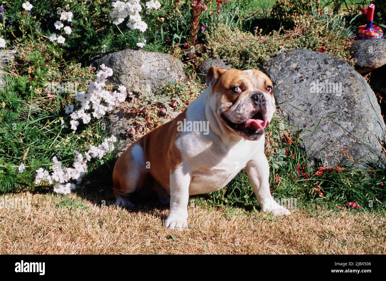 An English bulldog sitting in dry grass in front of a rock garden Stock