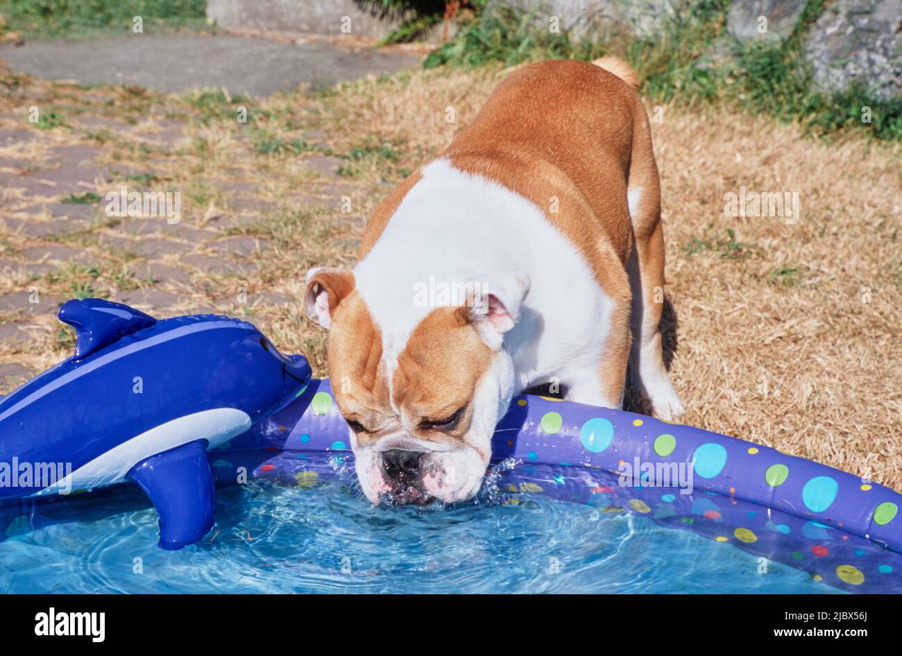 An English bulldog getting a drink from an inflatable pool Stock Photo