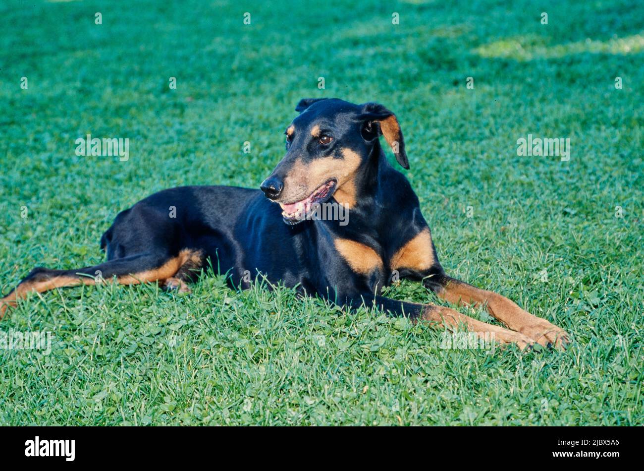 A Doberman laying in green grass Stock Photo Alamy
