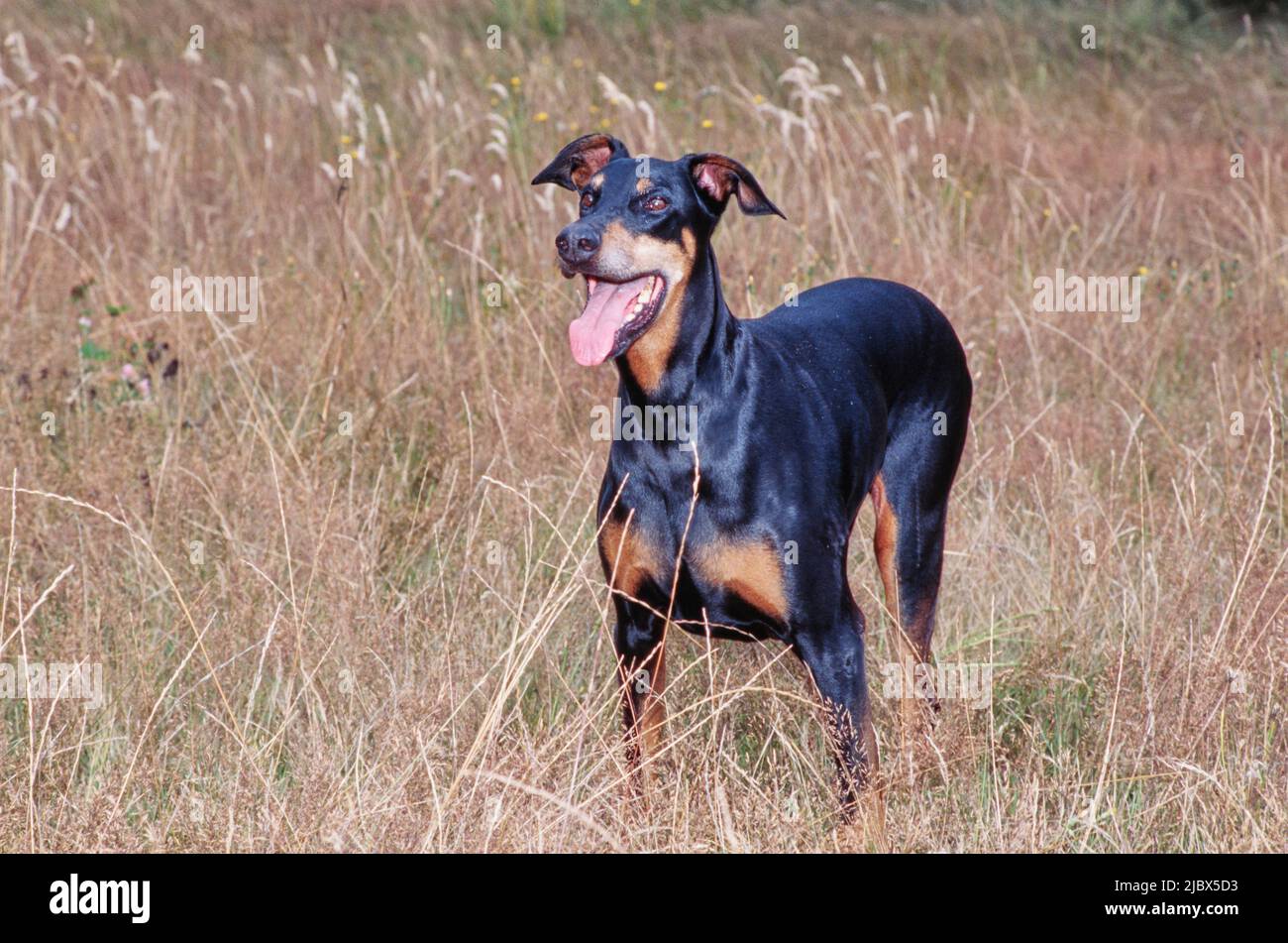 A Doberman standing in dry grass Stock Photo