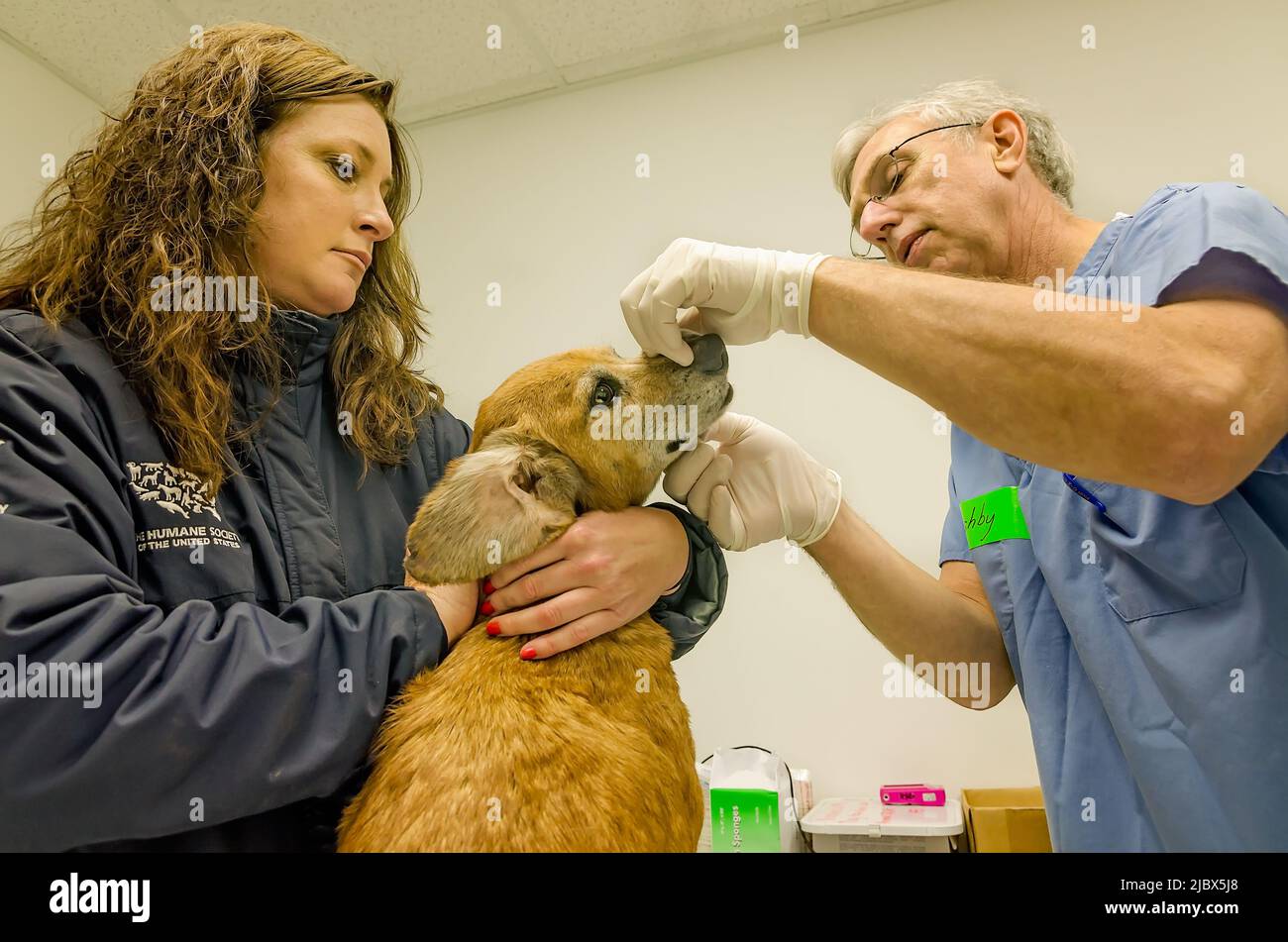 A rescuer with the U.S. Humane Society holds a female dog as she is examined by a veterinarian, Dec. 7, 2011, in Macon, Mississippi. Stock Photo