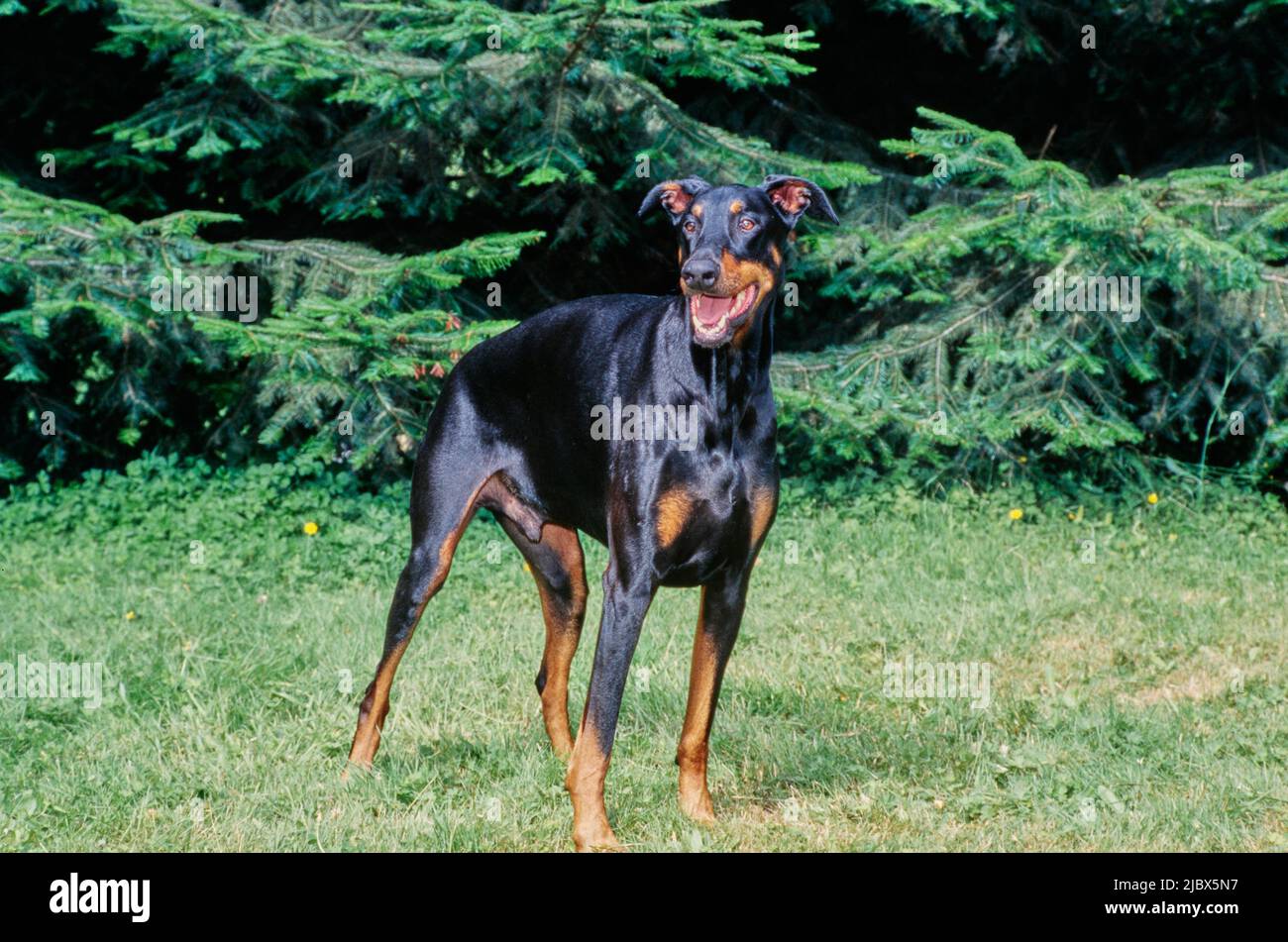 A Doberman standing in grass and yellow flowers Stock Photo