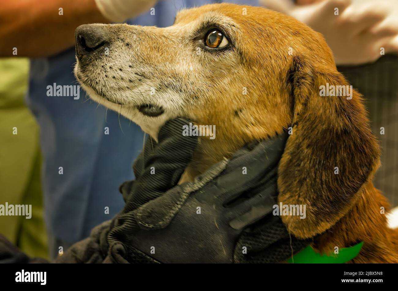 A frightened dog is held by a U.S. Humane Society worker as it is examined by a veterinarian, Dec. 7, 2011, in Macon, Mississippi. Stock Photo