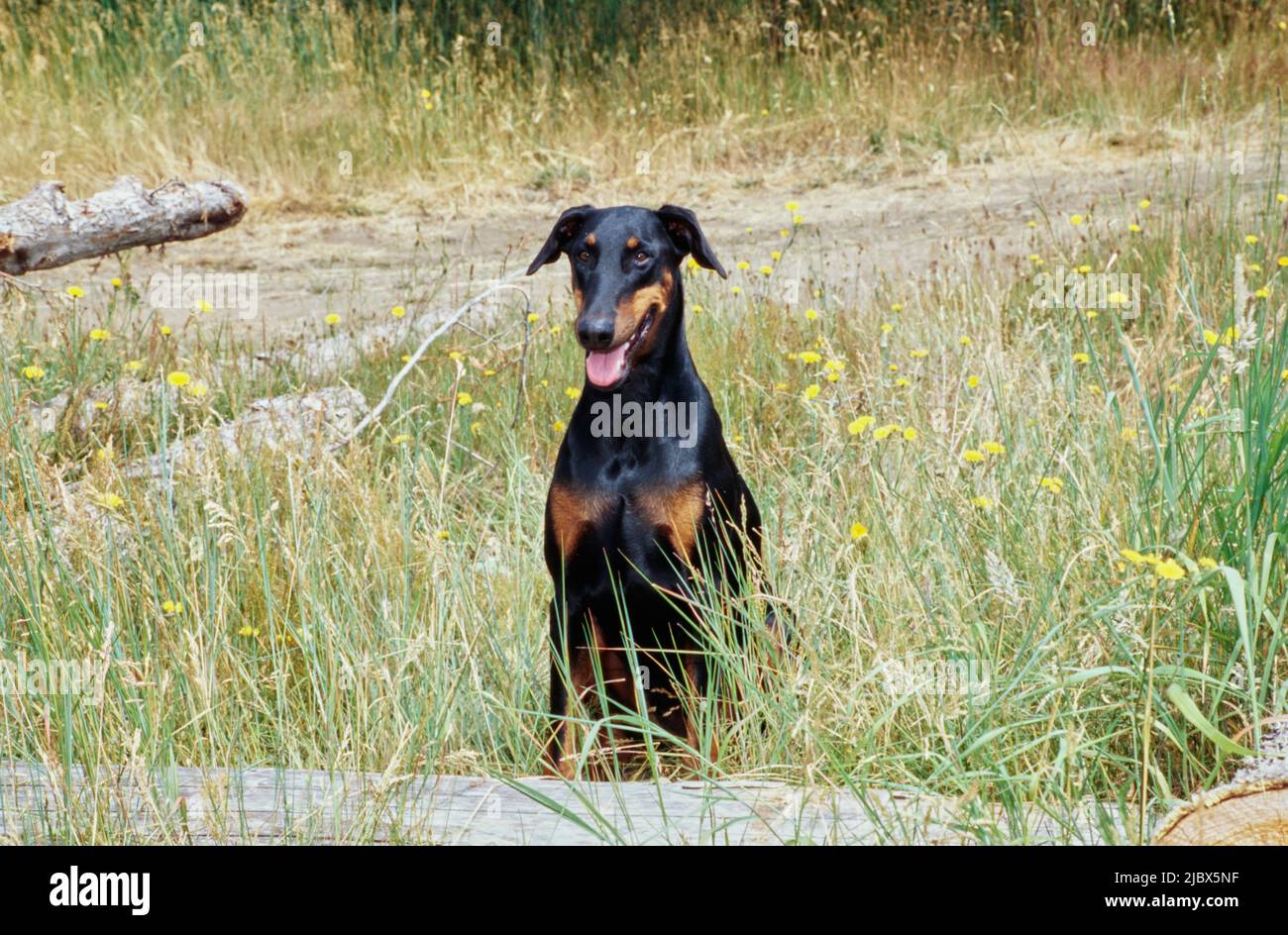 Yellow doberman store