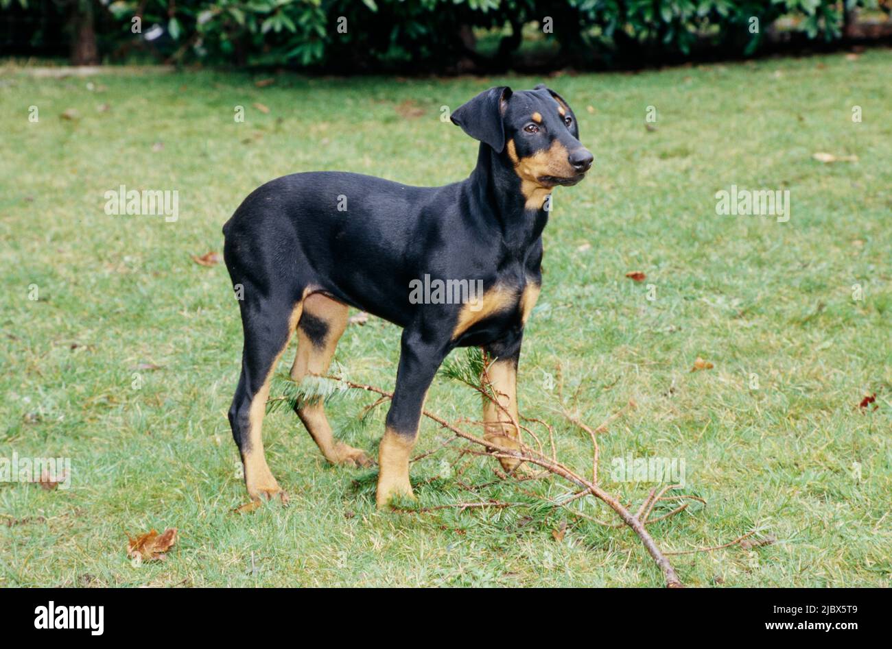 A Doberman in grass standing over a stick Stock Photo