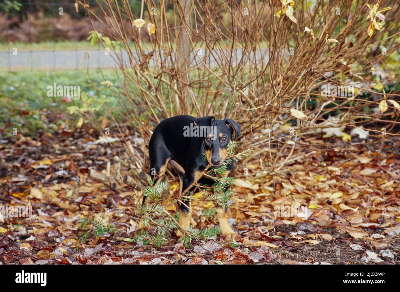 A Doberman in leaves chewing on a stick Stock Photo