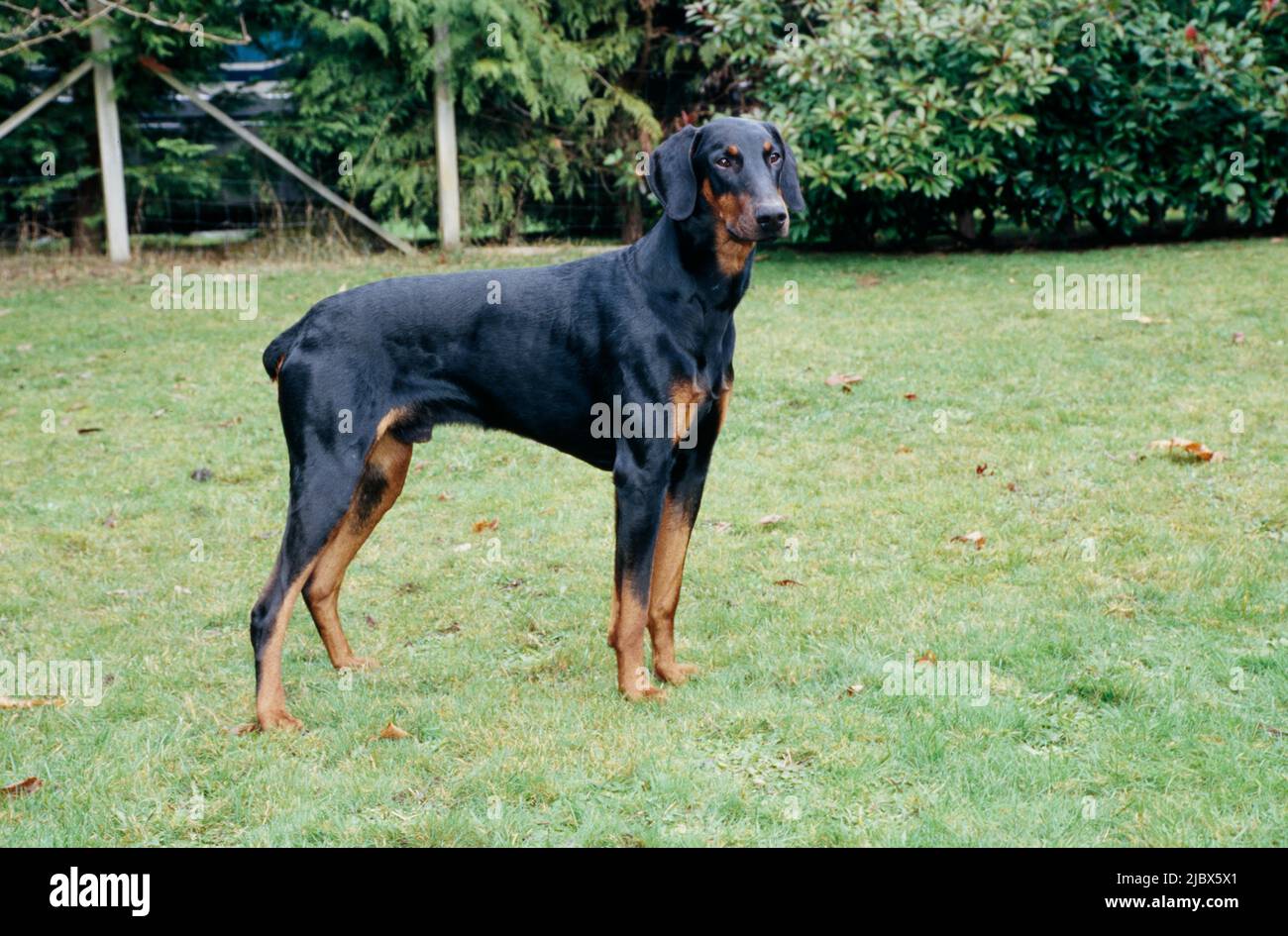 A Doberman standing on a grass lawn Stock Photo - Alamy