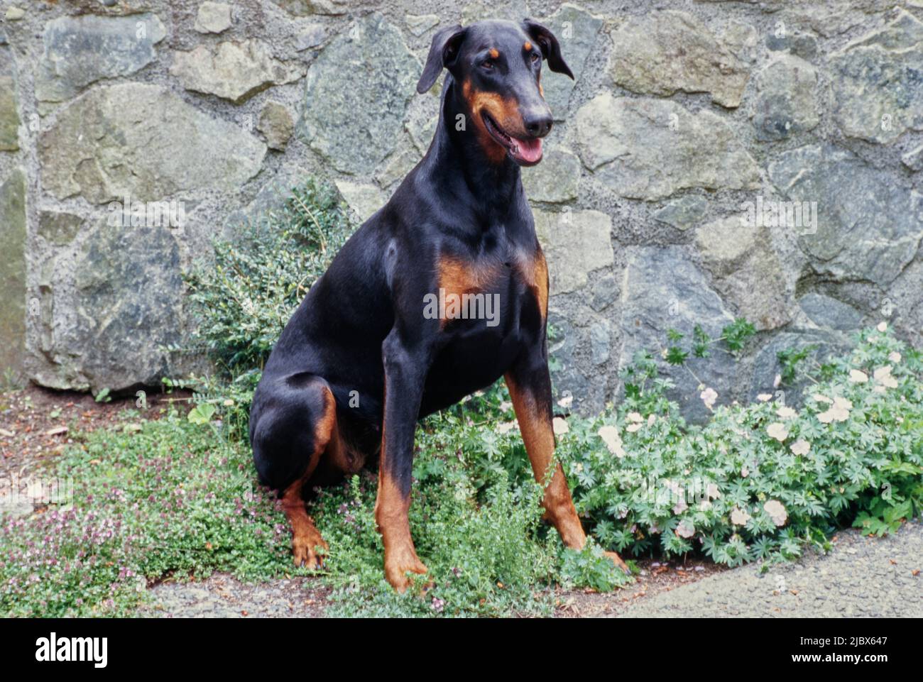 A Doberman sitting in front of a rock wall next to white flowers Stock Photo