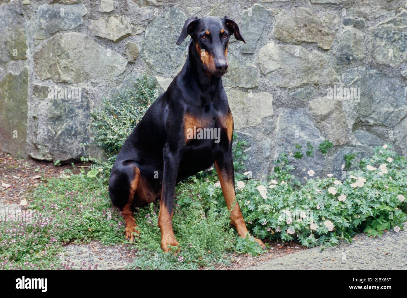 A Doberman sitting in front of a rock wall next to white flowers Stock Photo