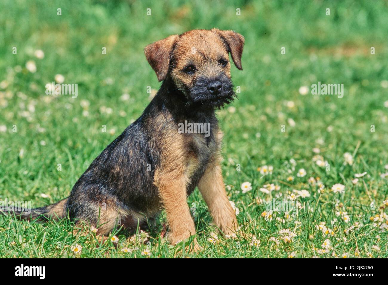 Border Terriers Puppy Hi res Stock Photography And Images Alamy