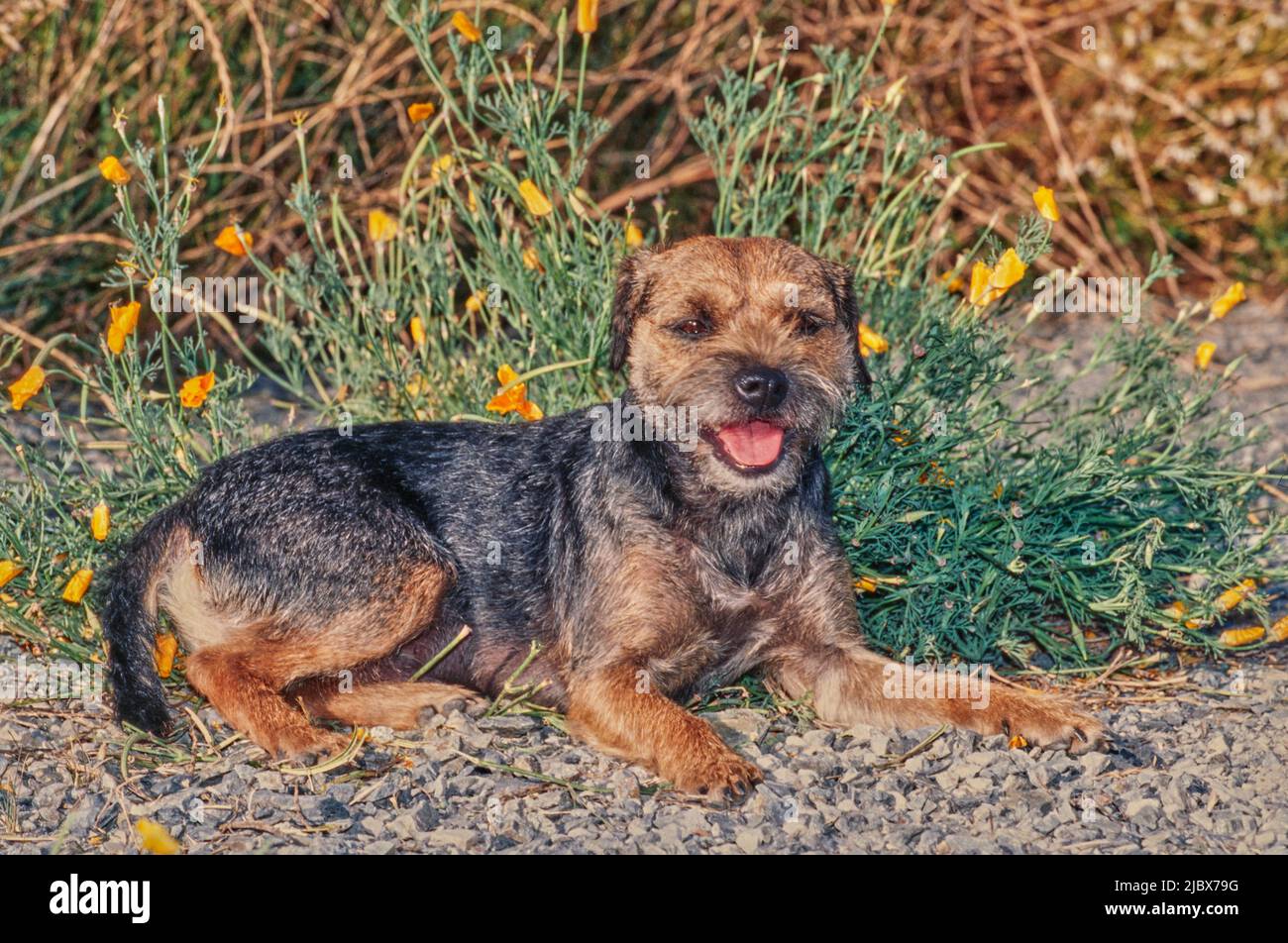 A border terrier on gravel Stock Photo - Alamy
