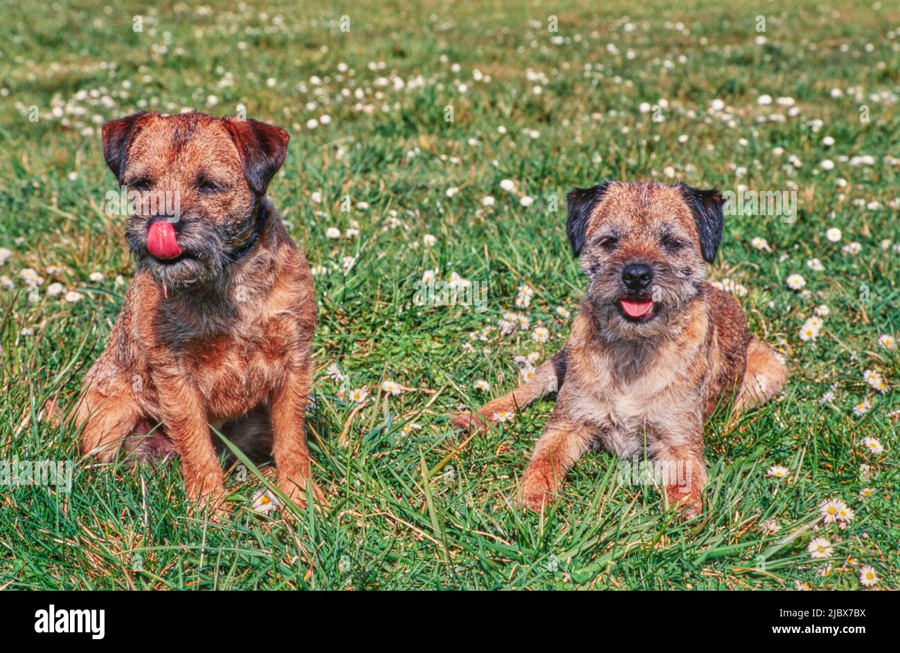 When Is A Border Terrier Fully Grown