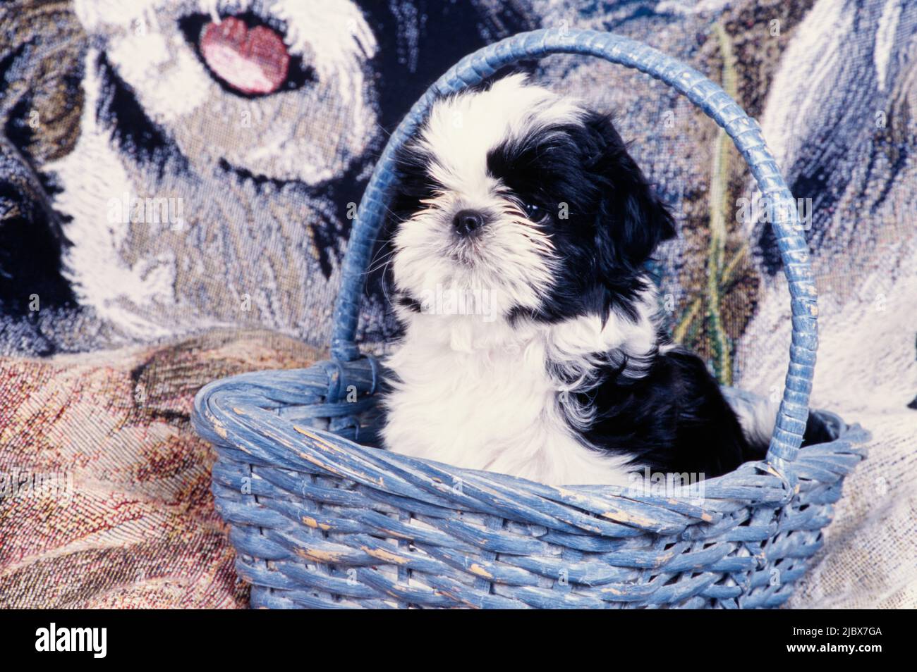 Shih Tzu puppy in a basket Stock Photo - Alamy