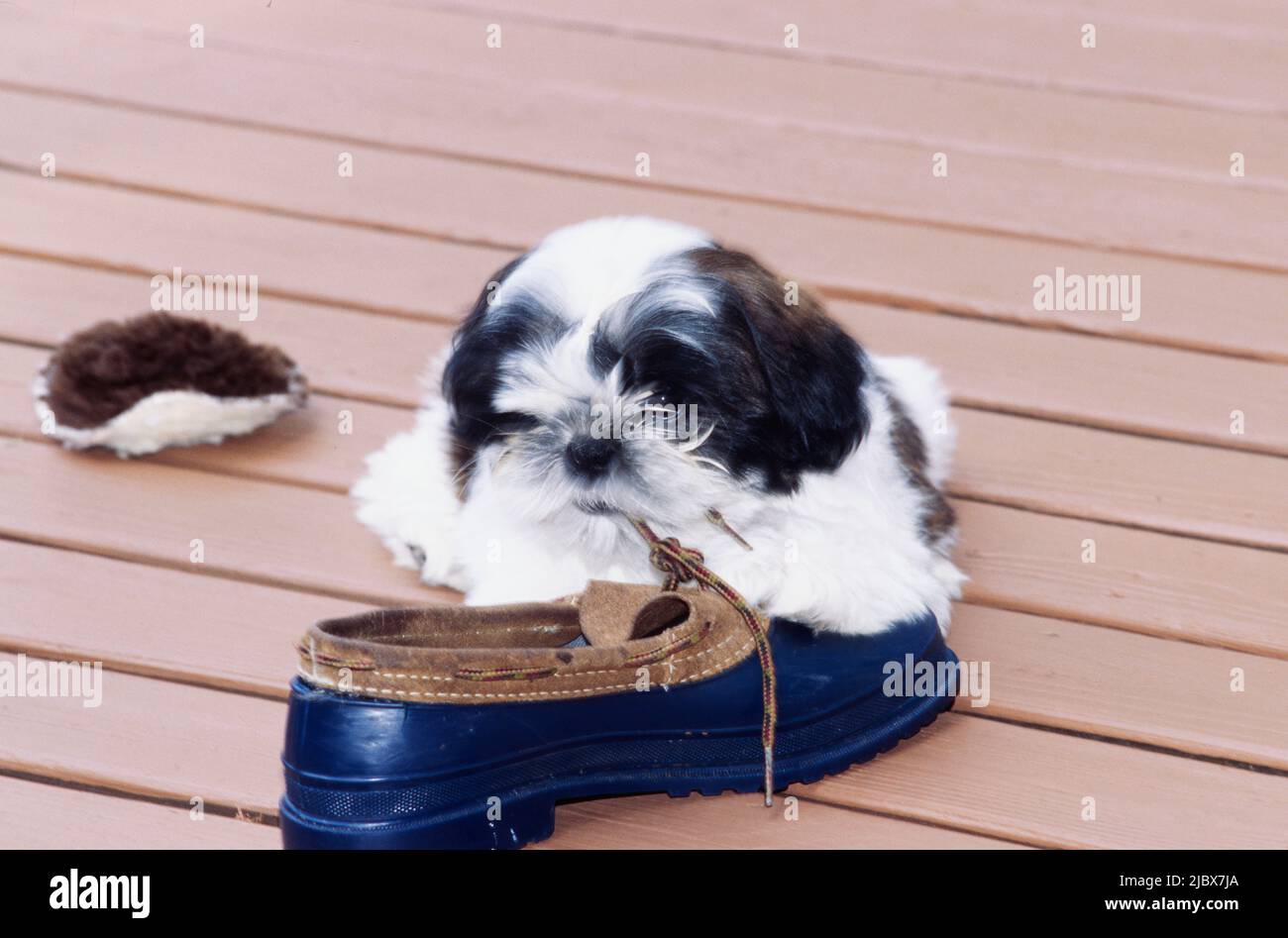 Shih Tzu chewing on a shoe Stock Photo Alamy
