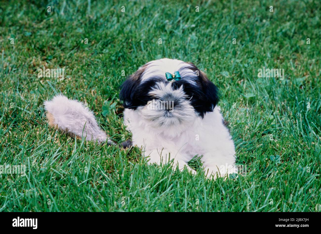 Shih Tzu in grass Stock Photo
