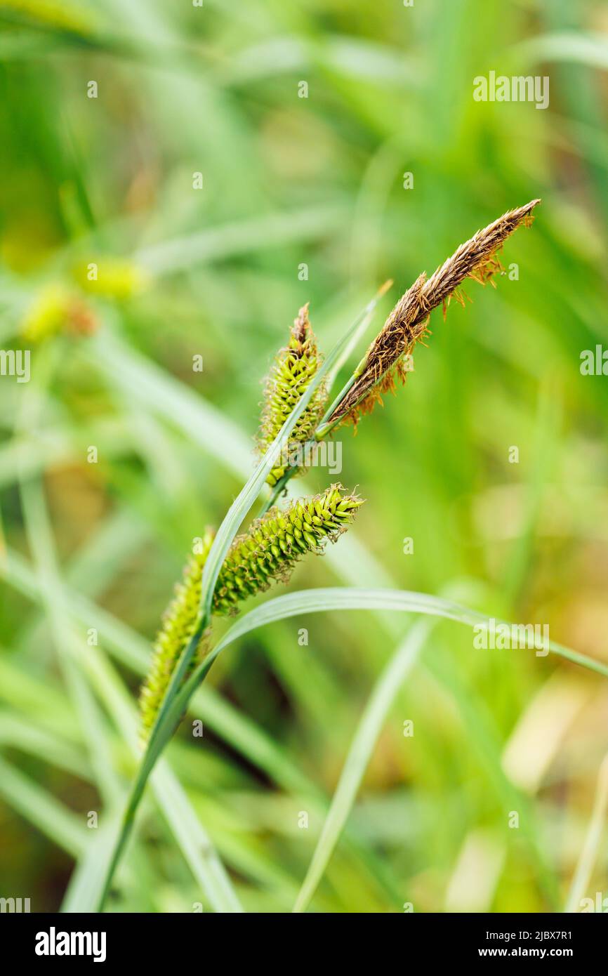 Close-up of inflorescence of green carex pendula, weeping sedge, hanging sedge, Cyperaceae. Nature, botany, wild plant. Stock Photo